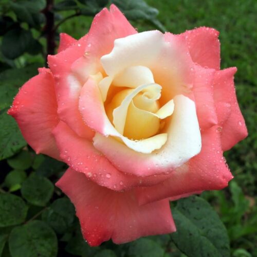 rosa Laetitia Casta