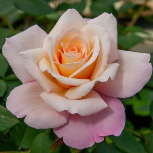 роза Laetitia Casta