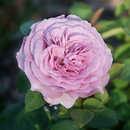 rose Lavender Ice®