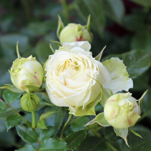 роза Lemon Rokoko