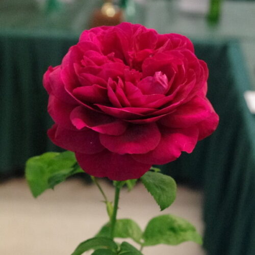LD Braithwaite rose