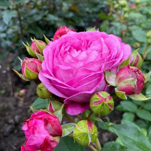 Lilac Topaz rose