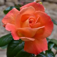 роза Louis de Funes
