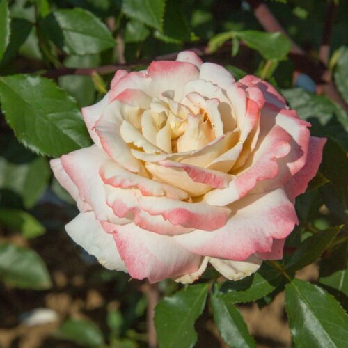 роза Lyon Lumieres