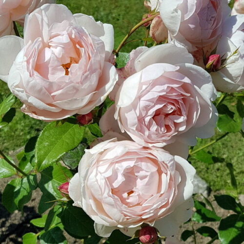 роза Madame Figaro