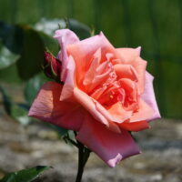 Madame Edouard Herriot rose