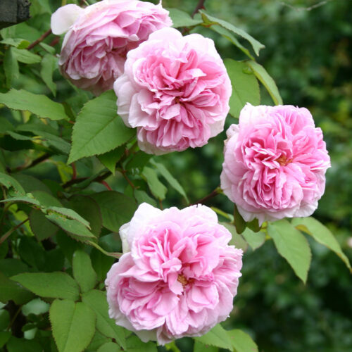 роза Madame Ernest Calvat