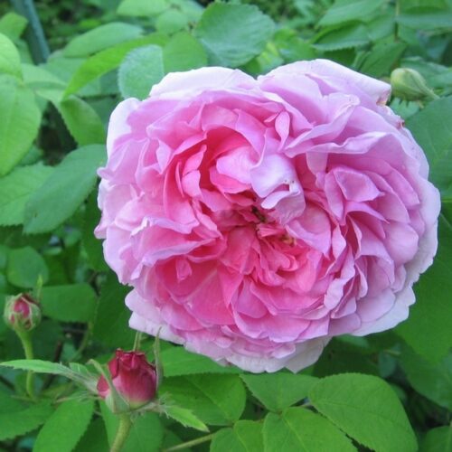 роза Madame Knorr