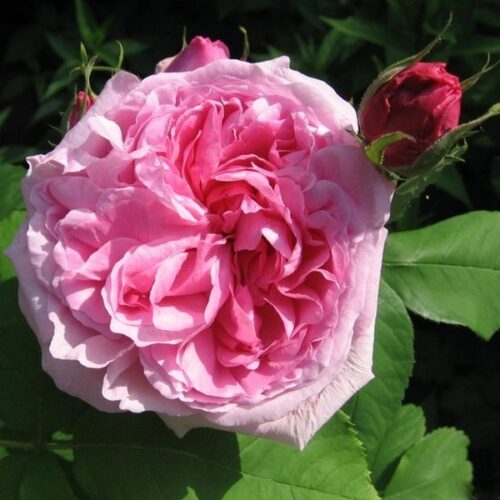роза Madame Knorr