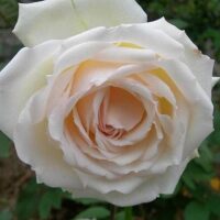 роза Madame Bravy