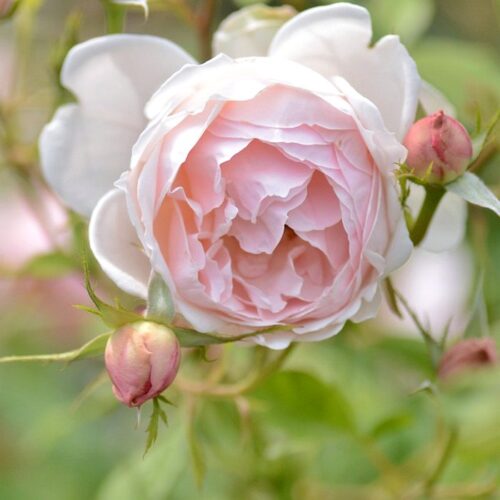 роза Madame Figaro