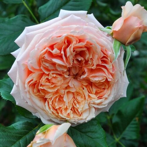 rose Masora