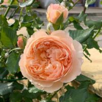 rose Masora
