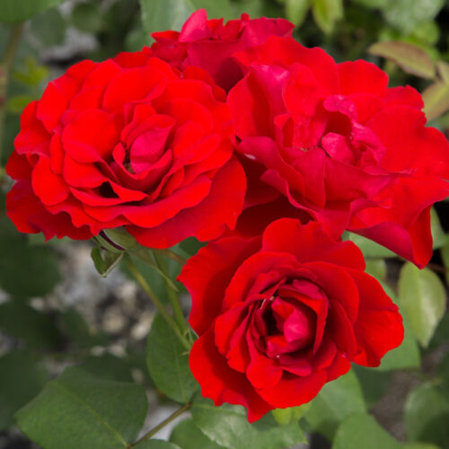 роза Matthias Meilland