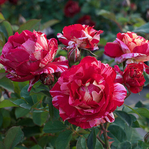 rosa Maurice Utrillo
