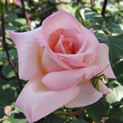 роза Michèle Meilland