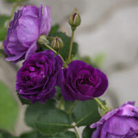 роза Минерва