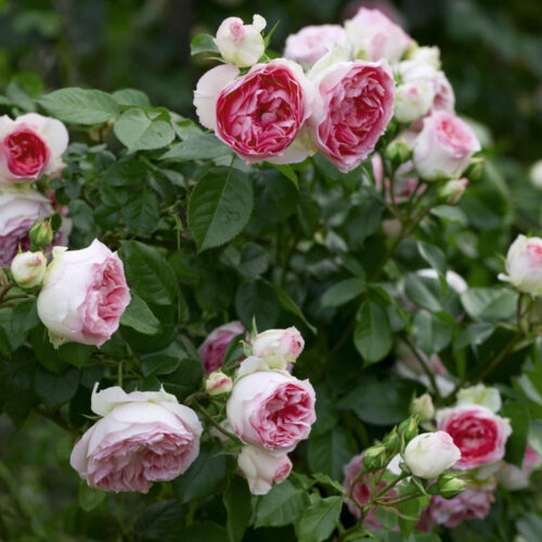 rose Mini Pierre de Ronsard / роза Мини Пьер де Ронсар