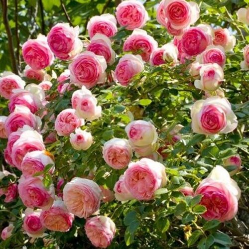 rose Mini Pierre de Ronsard / роза Мини Пьер де Ронсар Куст