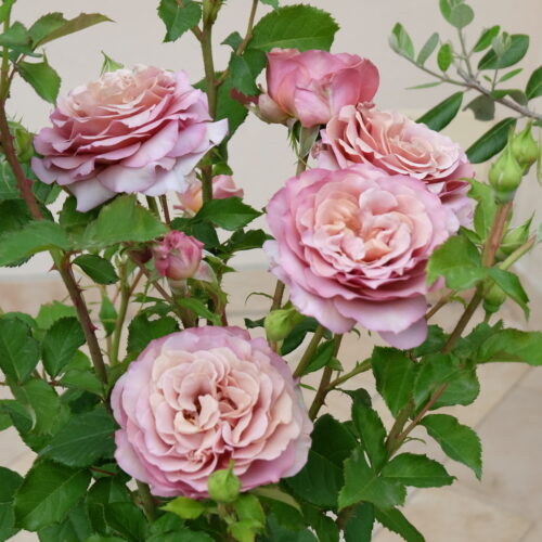 Роза Mokarosa
