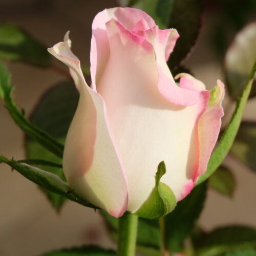 роза Rose Moonstone