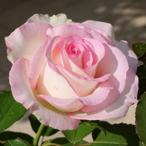 роза Rose Moonstone