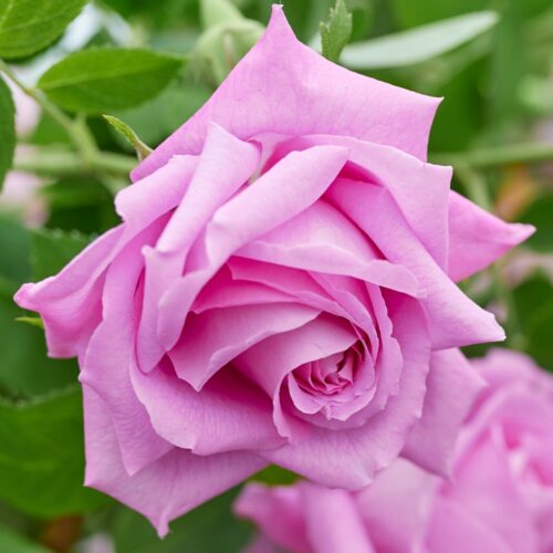 роза Mrs. John Laing