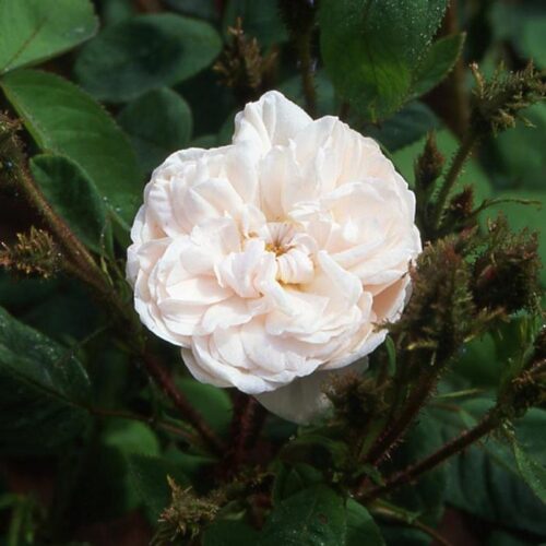 роза Muscosa alba