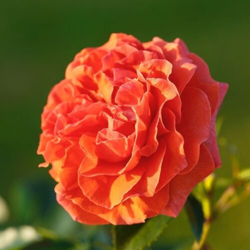 роза Naranga