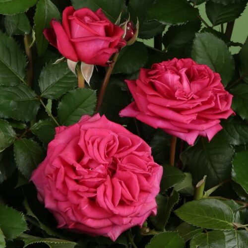 роза Noblesse (Tan15521)