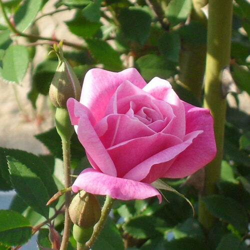 rose Old Blush