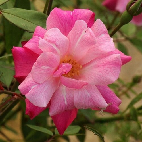 rose Old Blush