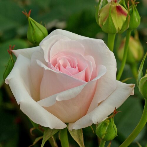 Ophelia rose
