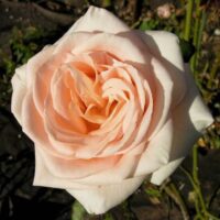 роза Osiana
