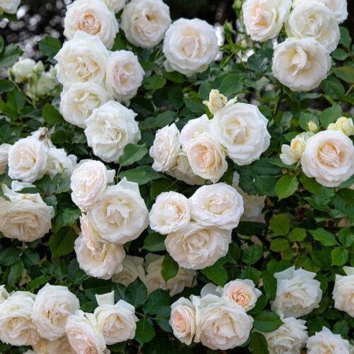 роза Белая Эден Роз