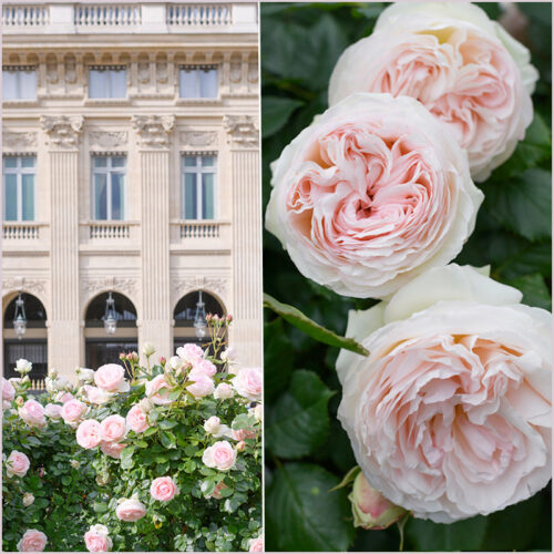 розы Palais Royal и Лувр