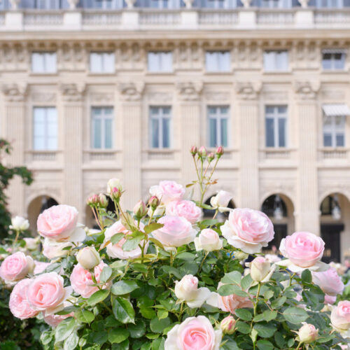 Розы в саду Palais_Royal