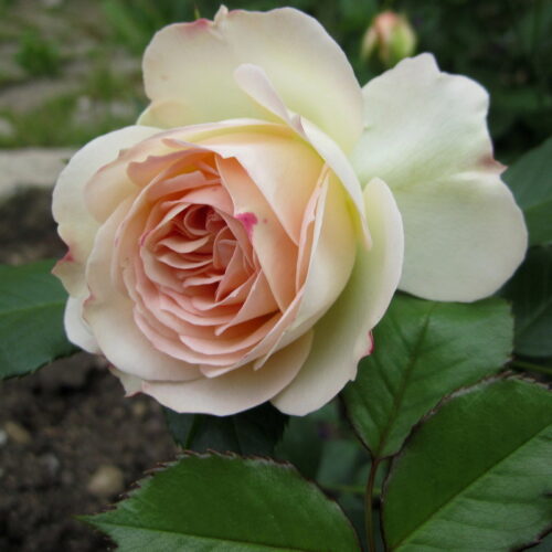 роза Pastella
