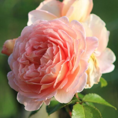 роза Paul Bocuse