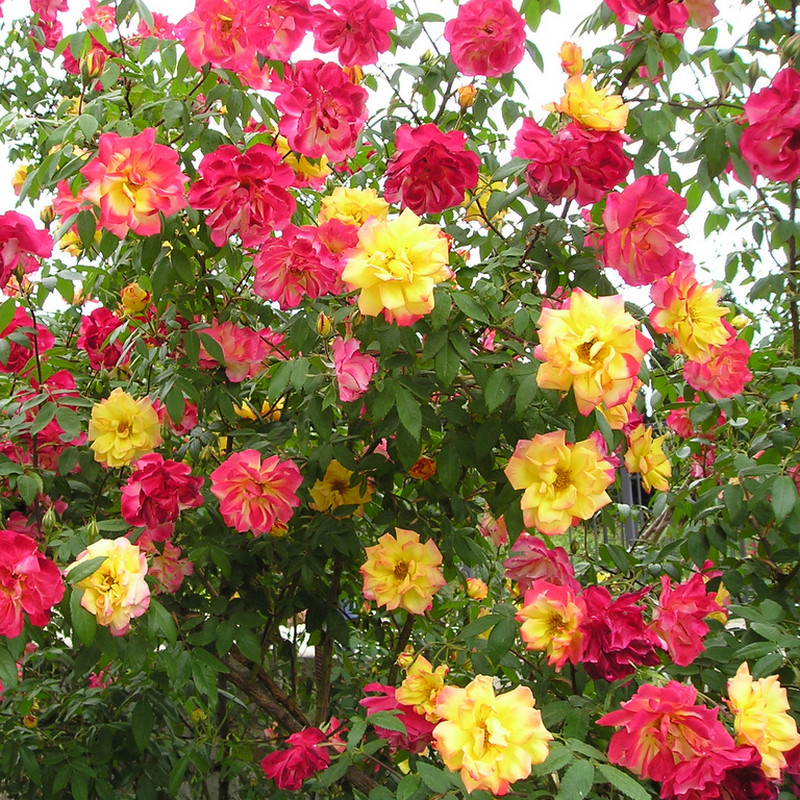 Плетистая роза «Полька» (18 фото): описание сорта «Полька» (Polka), особенности разновидности «Полька Бабочка» - садовый сайт
