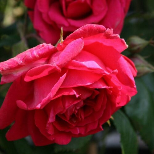 роза Paul's Scarlet Climber