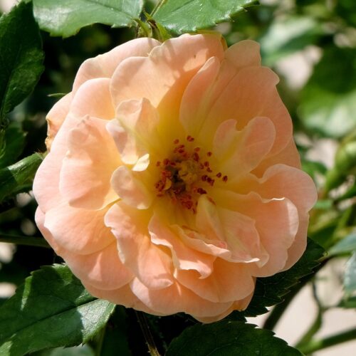 роза Peach Drift