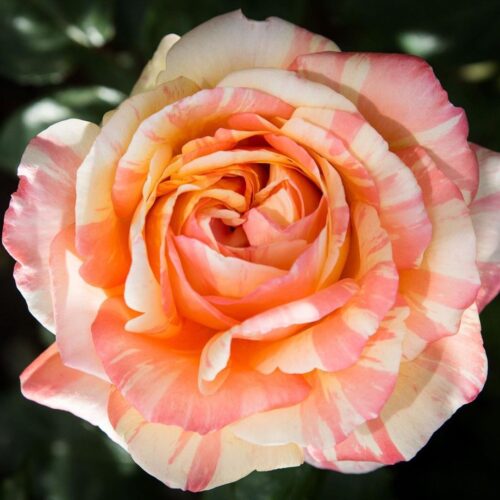 rosa Peach Swirl