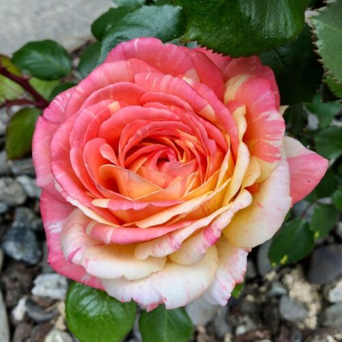 роза Peach Swirl