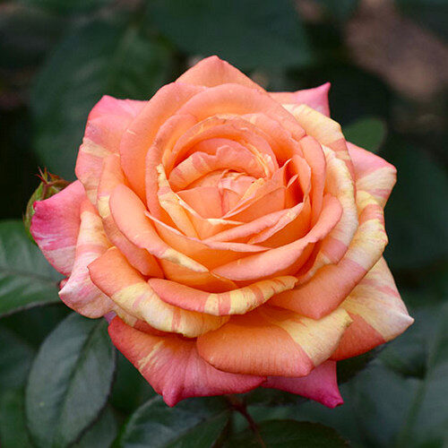 роза Peach Swirl