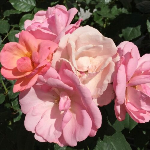Peachy Knock Out rose