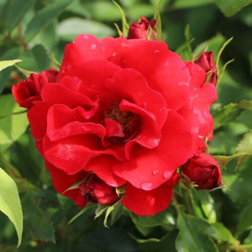 Pepino rose