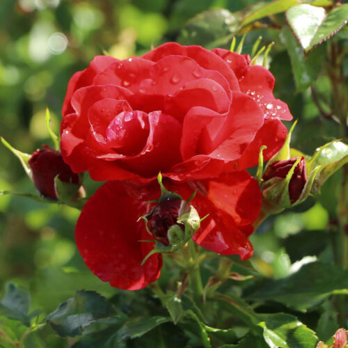 Pepino rose