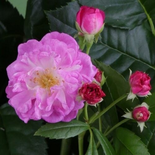 роза Perennial Rosali