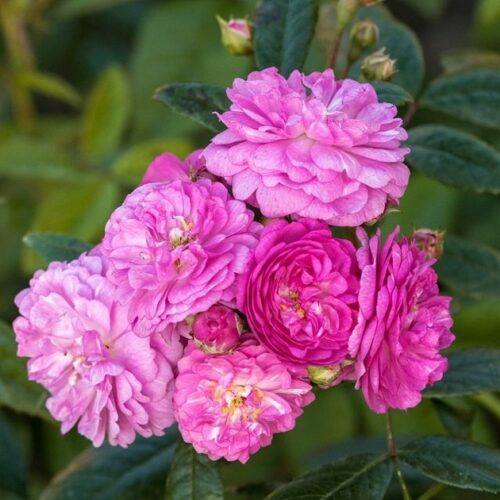 роза Perennial Rosali